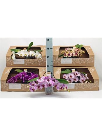 PHAL TABLE ORCHID DOBOZOS