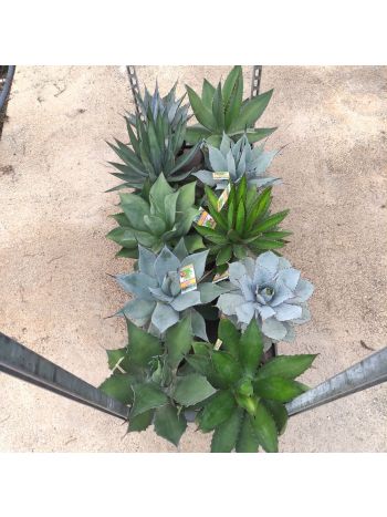 AGAVE MIX